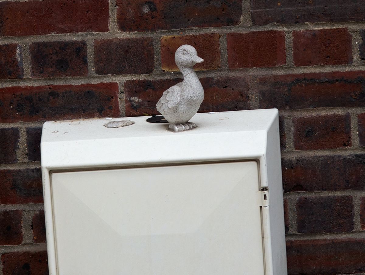 my duck