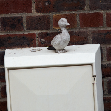 my duck