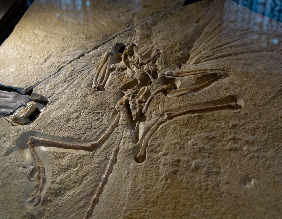 archeoptaryx 