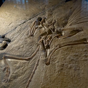 archeoptaryx 
