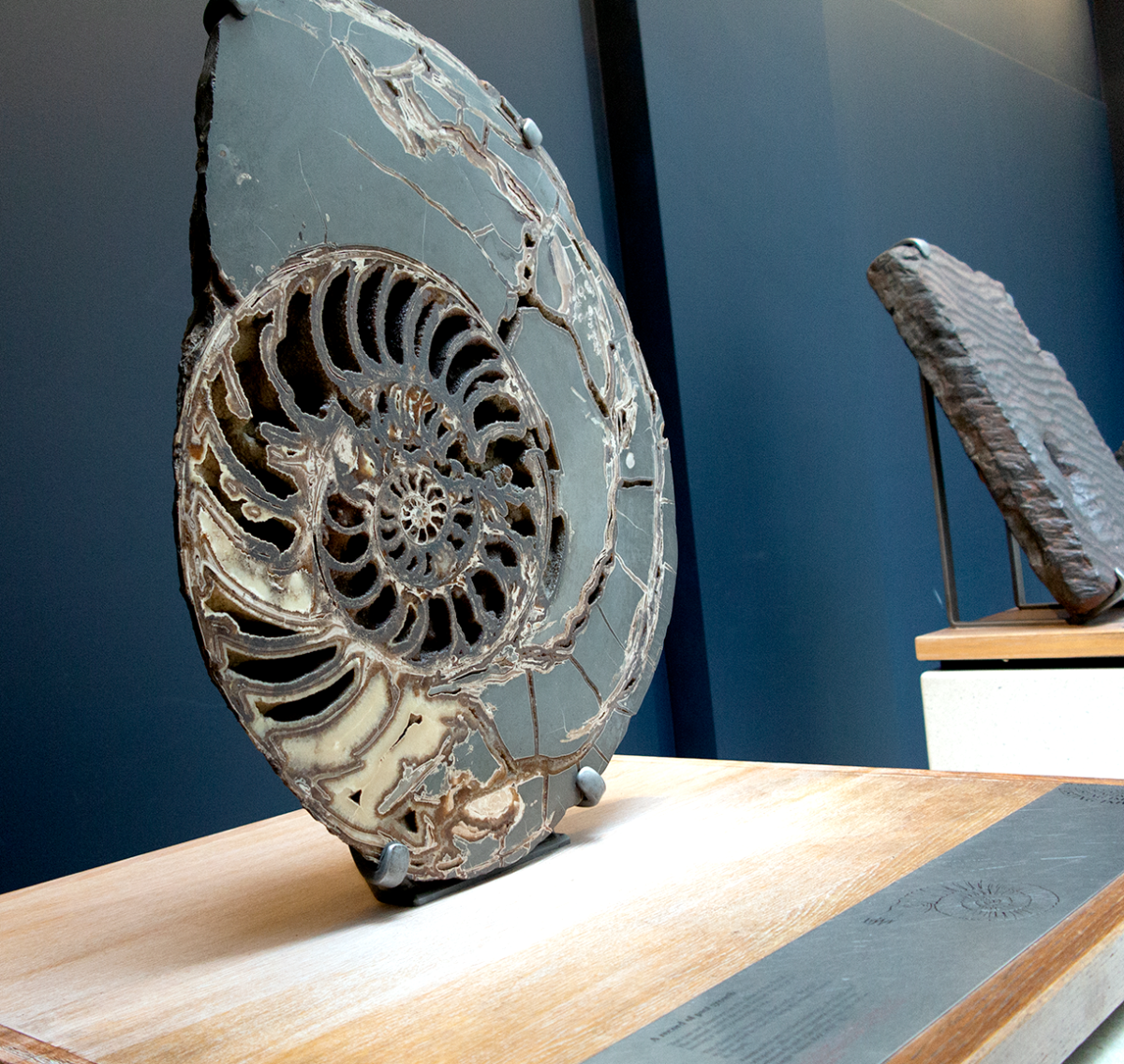 ammonite