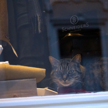 shop cat