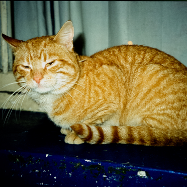 the cat the neighbours left…