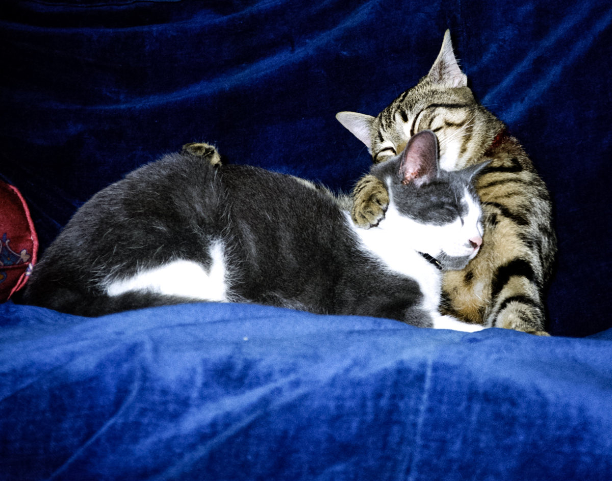 linus and atticus