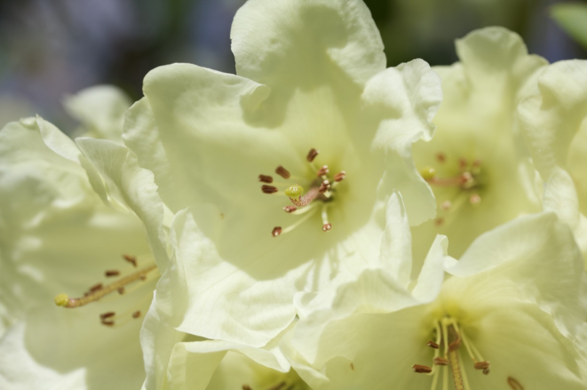 rododendron