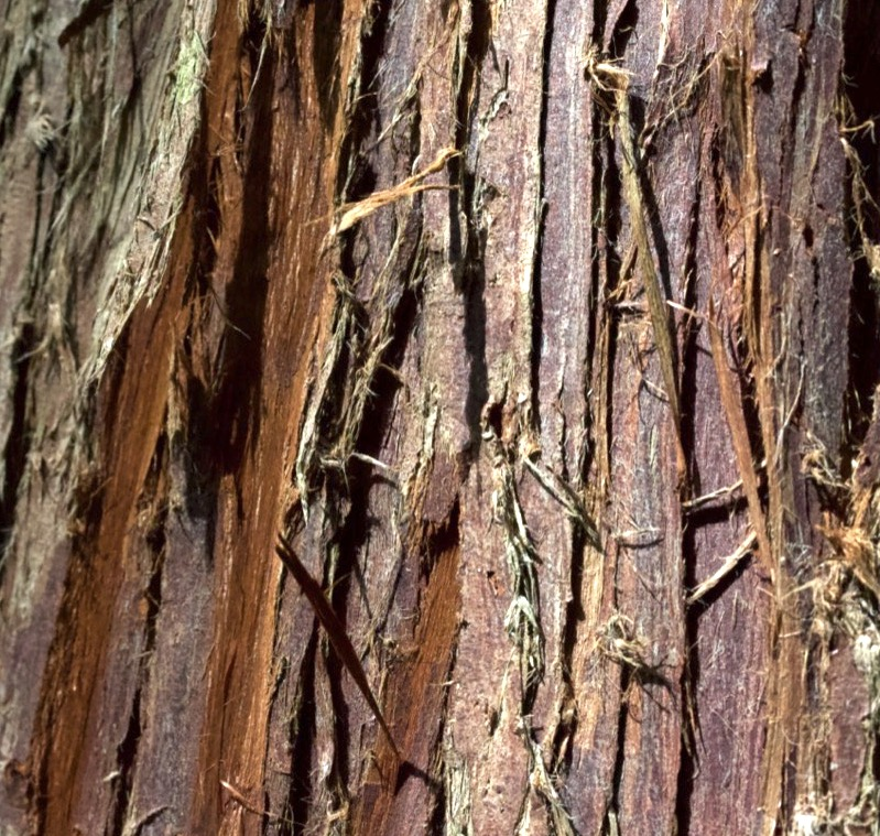 conifer