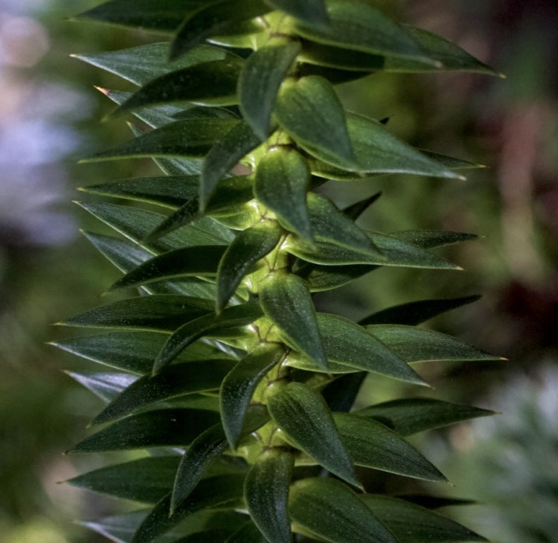 monkey puzzle