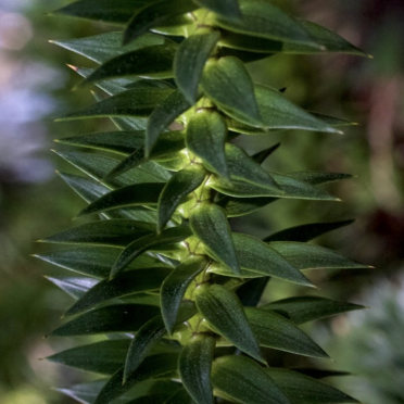 monkey puzzle