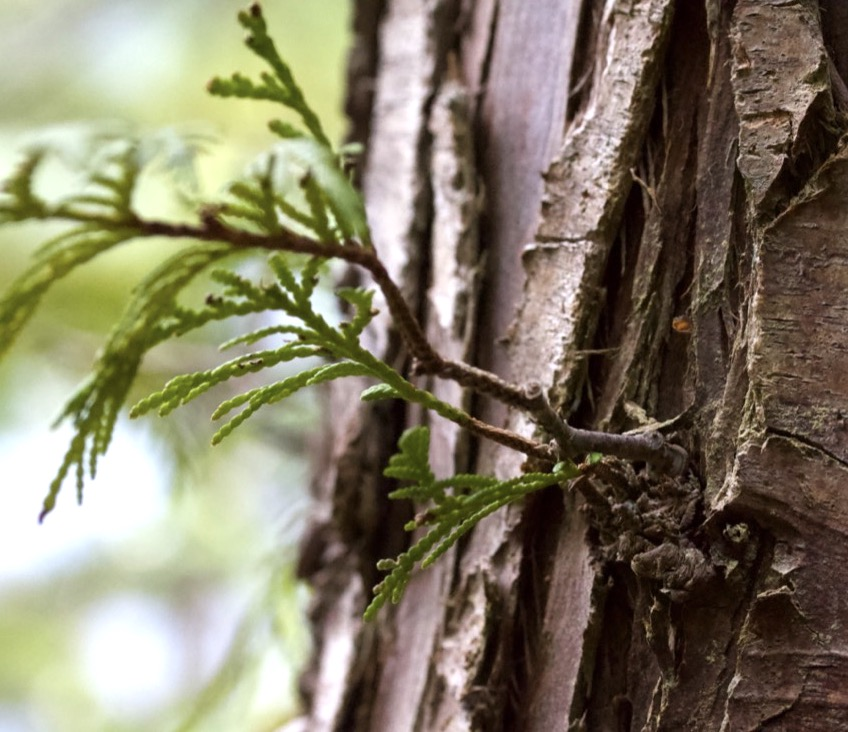 cedar