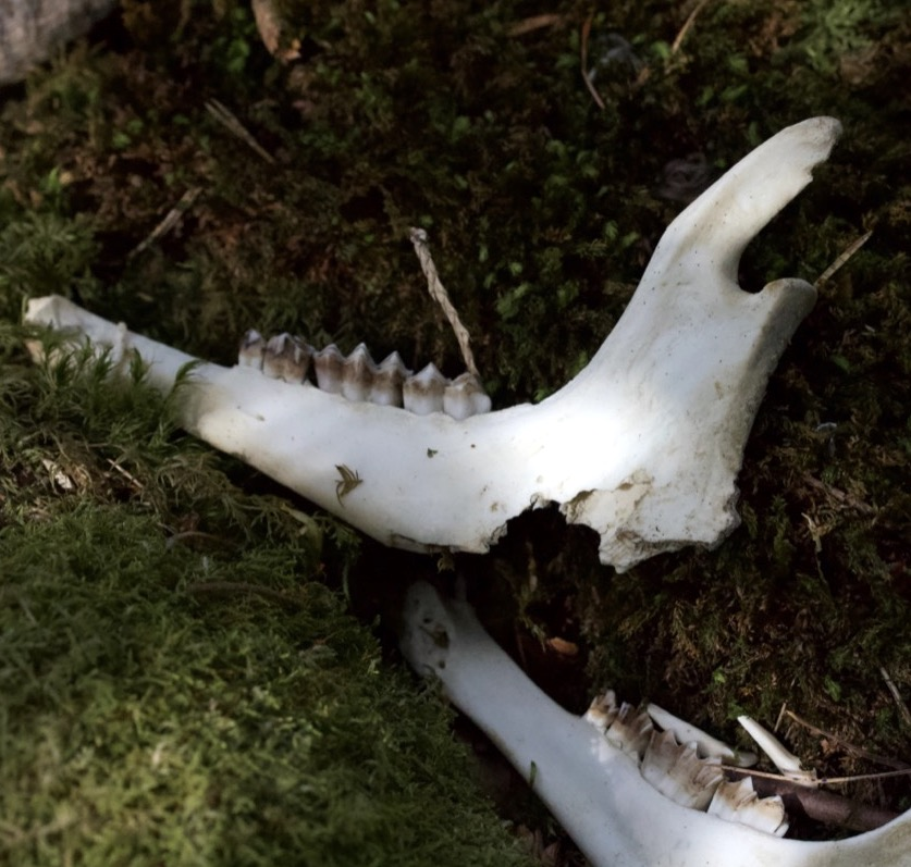deer jaw