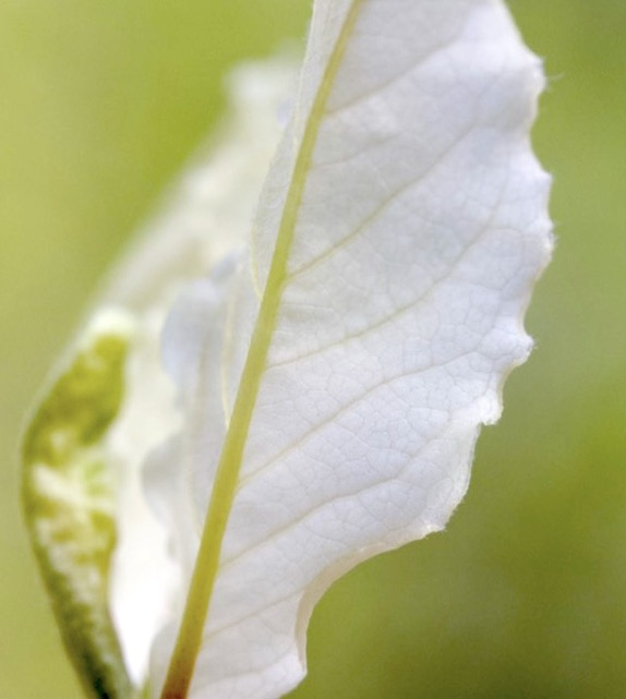 leafed