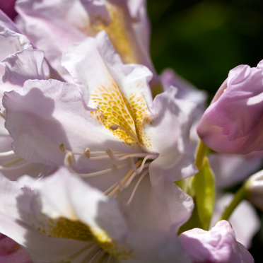 rododendron