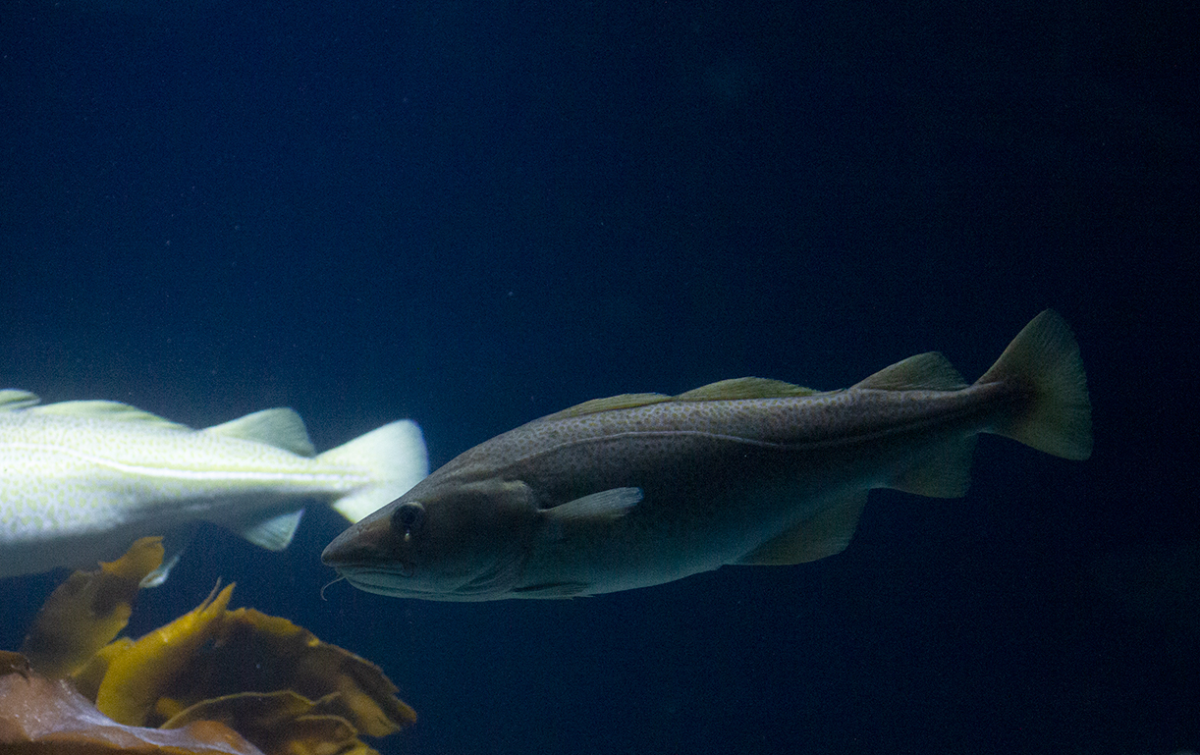 cod