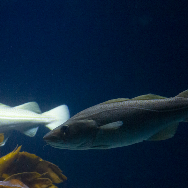 cod