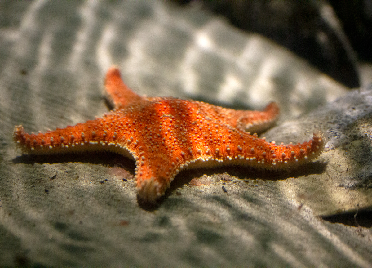 sea star