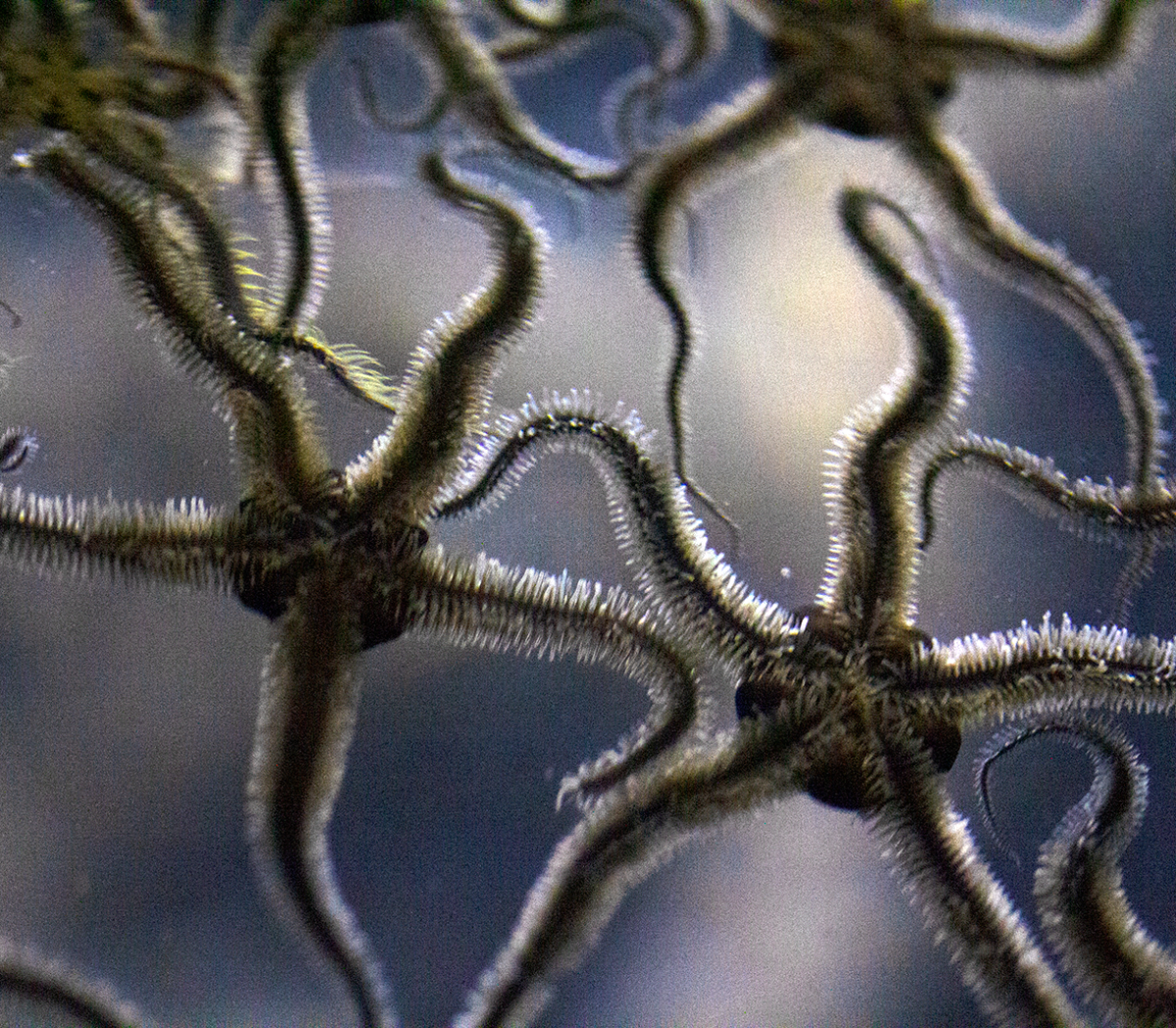 brittle stars