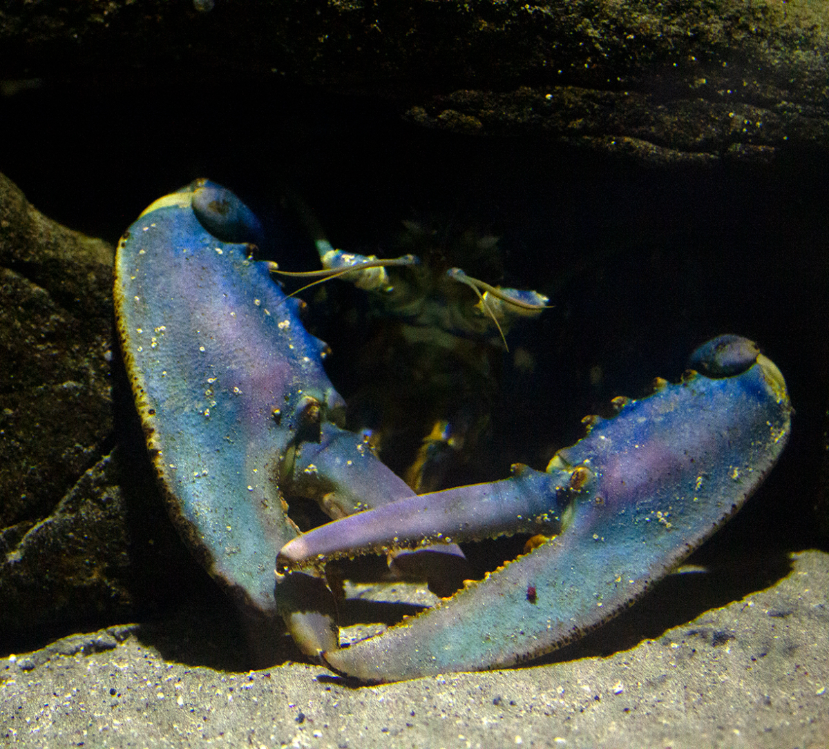 lobster