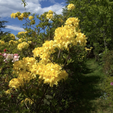yellow