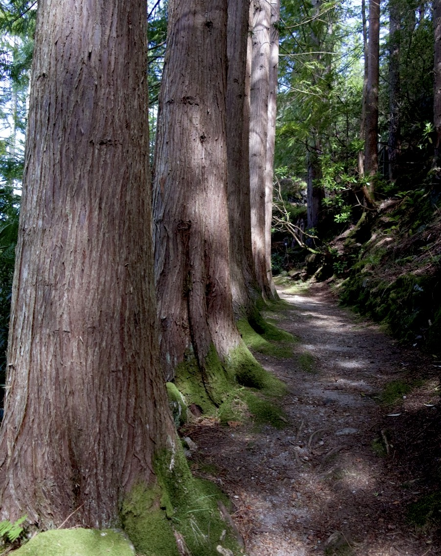 conifers