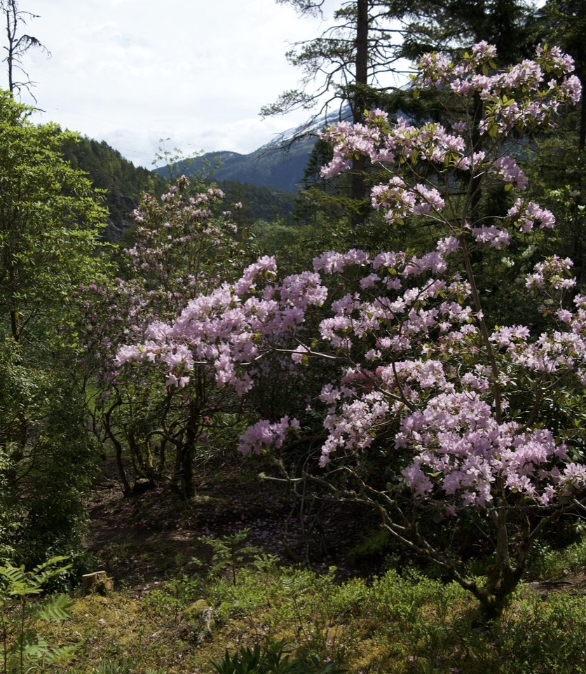 from the himalayas