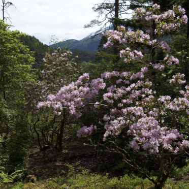 from the himalayas