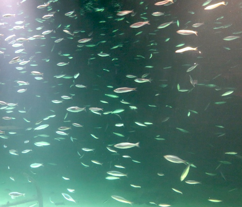 herring