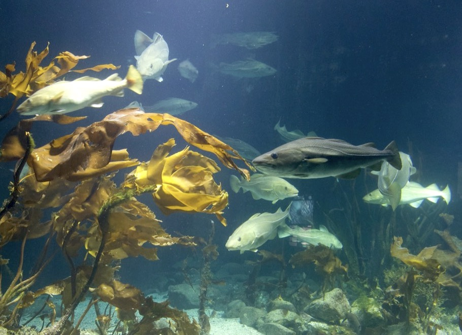 cod
