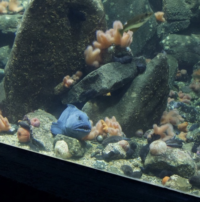friendly catfish