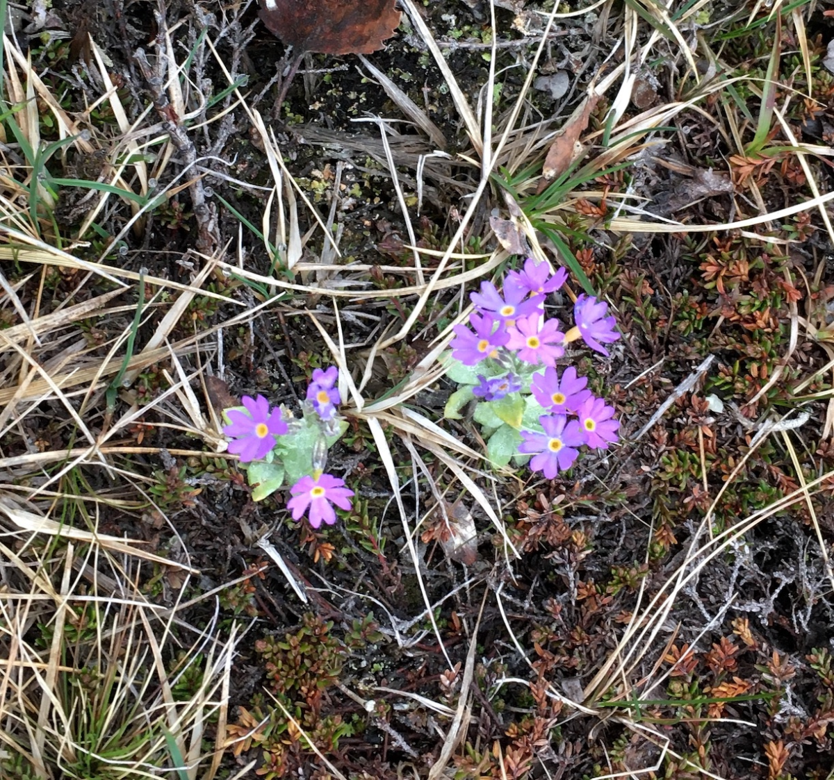 dovre