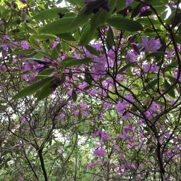 rododendron
