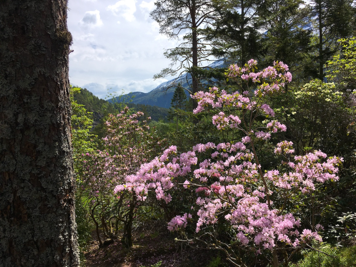rododendron