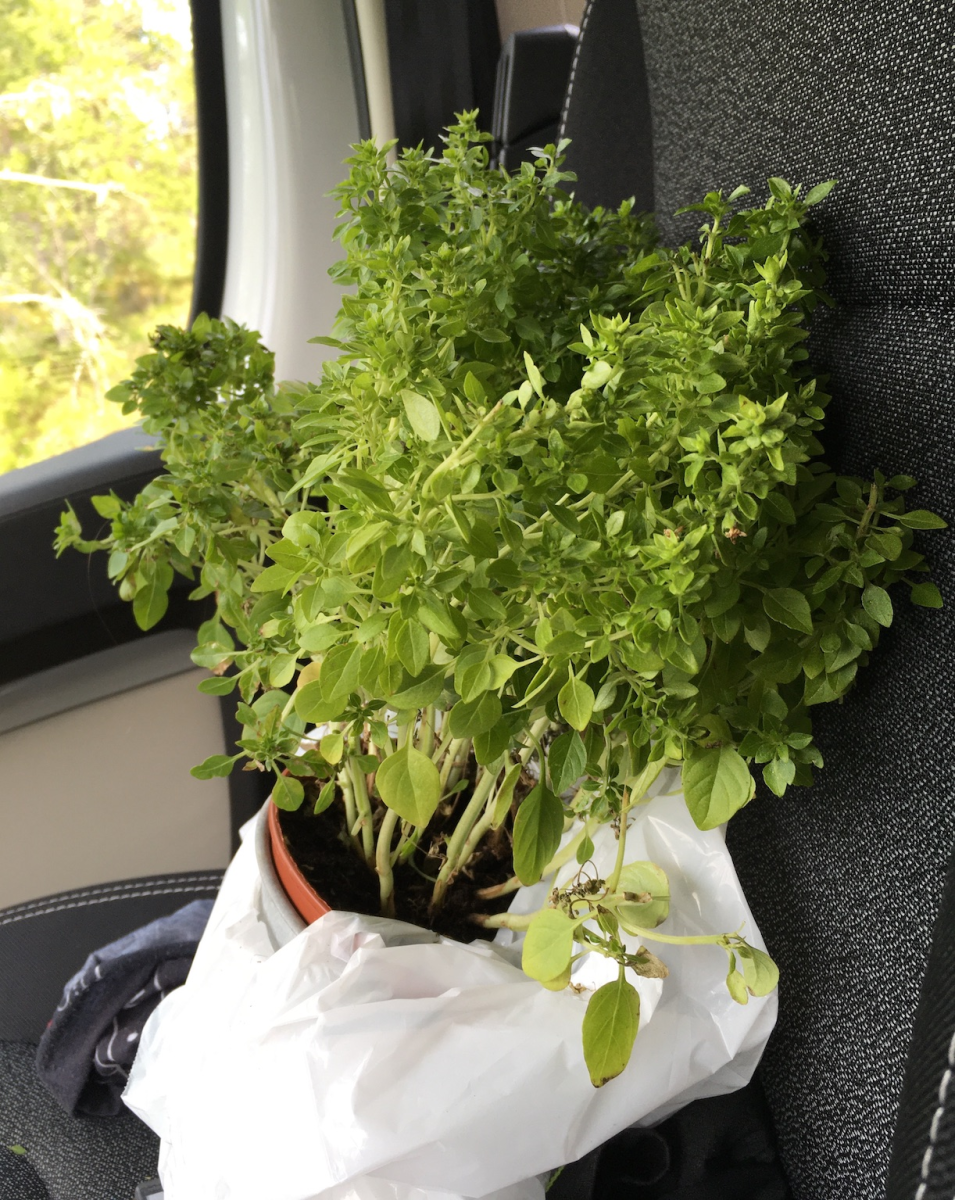  mr. basil