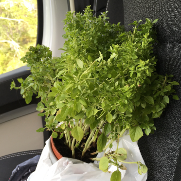  mr. basil
