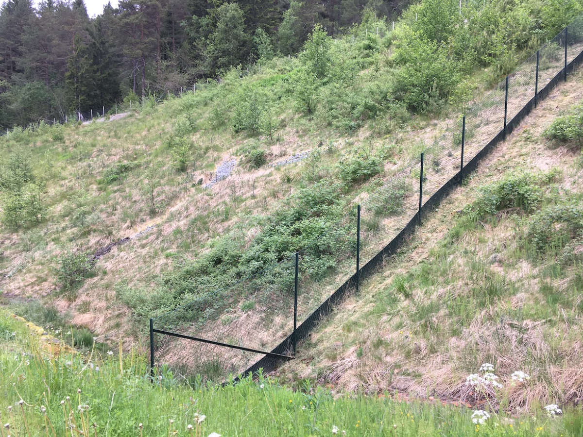 toad fence!