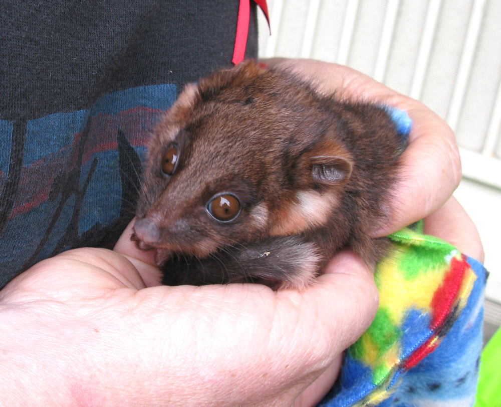 possum