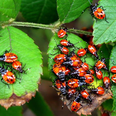 crawlies