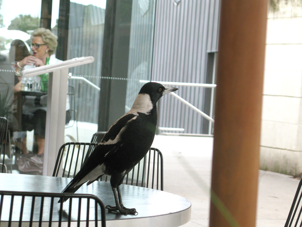 magpie