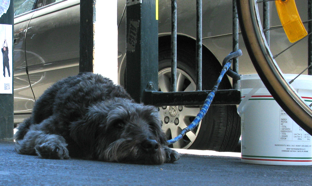 wee dog