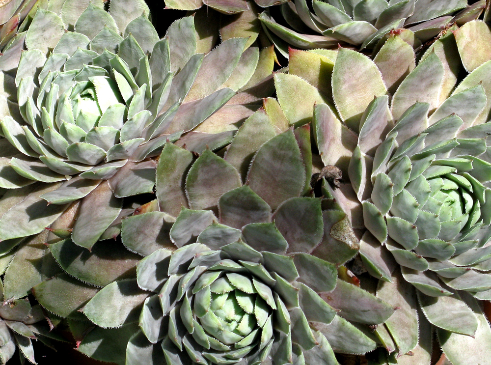 succulents
