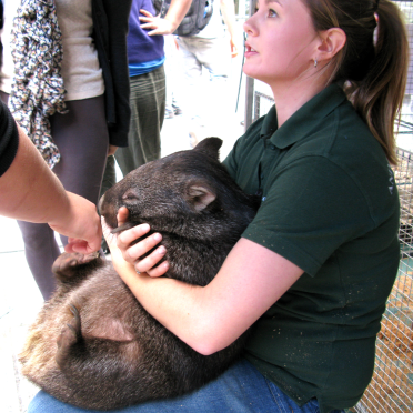 wombat