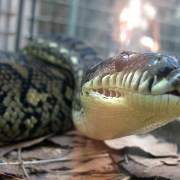 carpet python