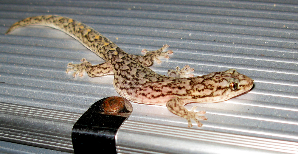Christinus marmoratus
