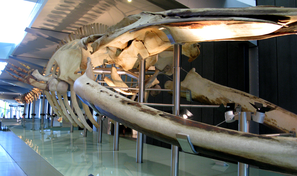 blue whale