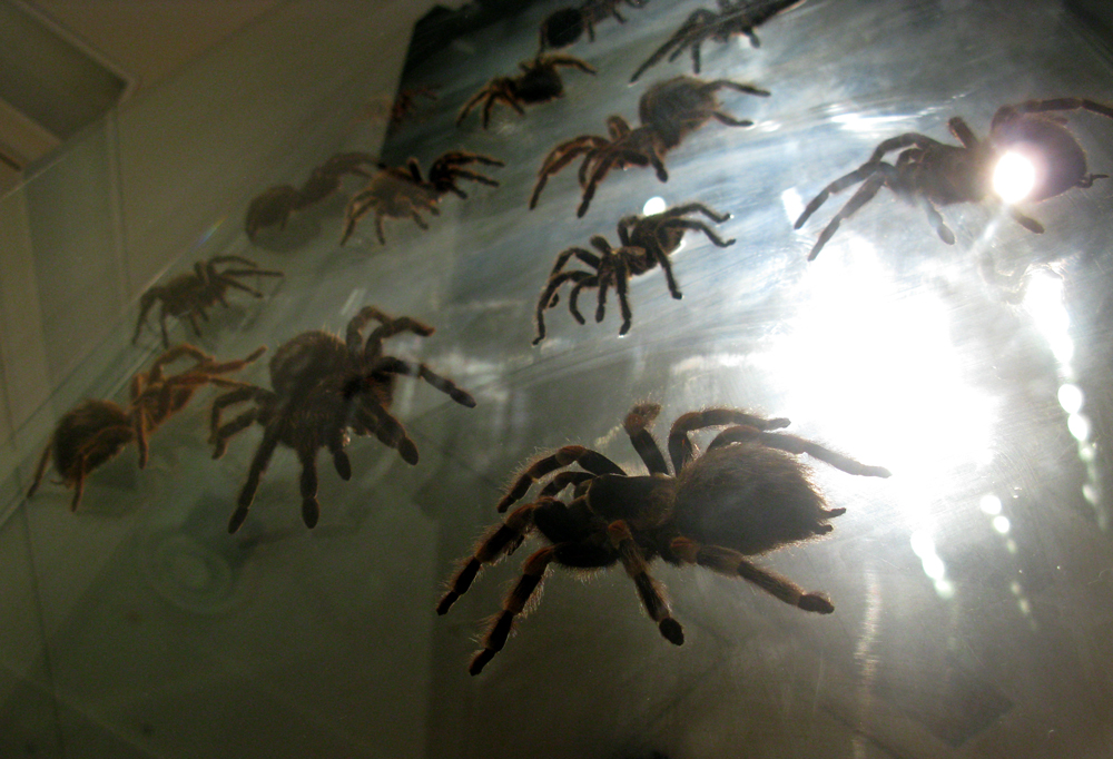 arachnids