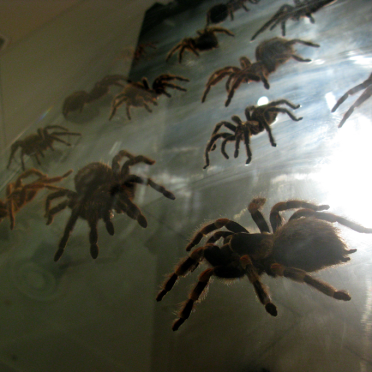 arachnids