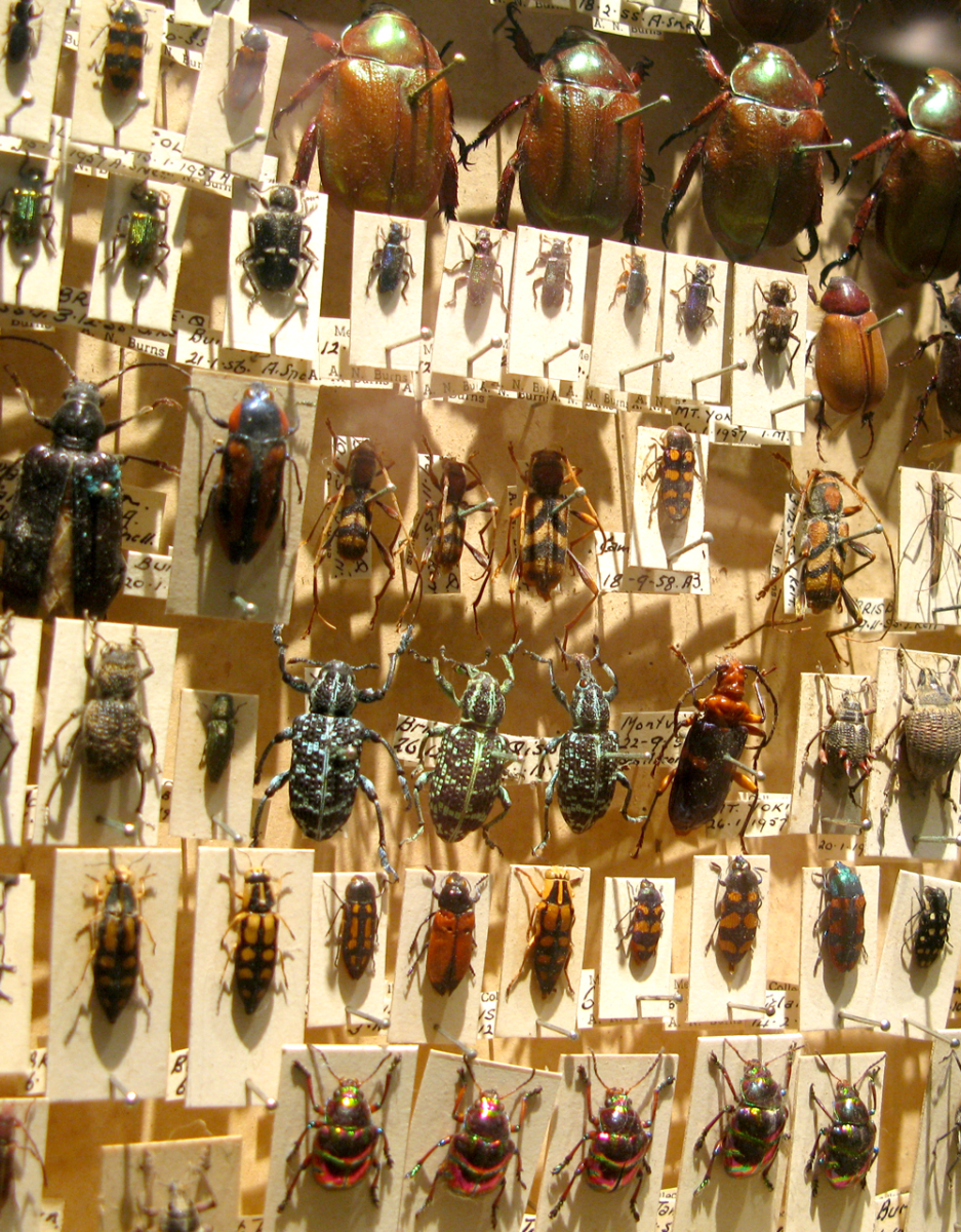 crawlies