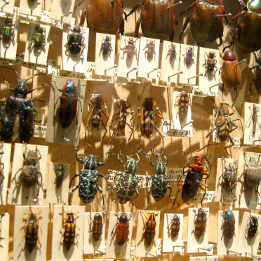 crawlies