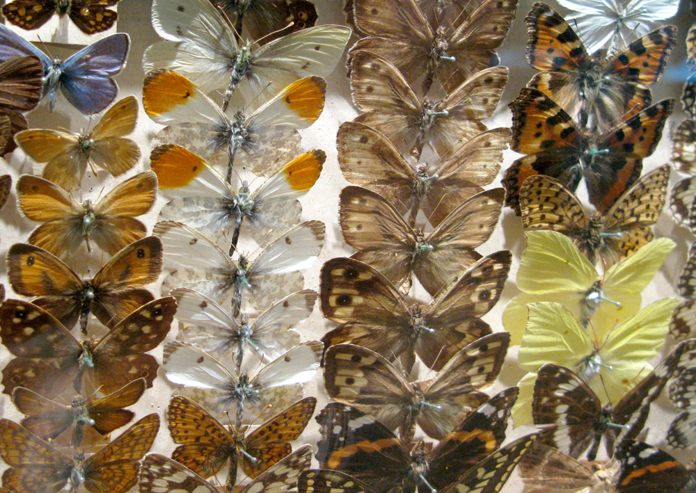 Lepidoptera