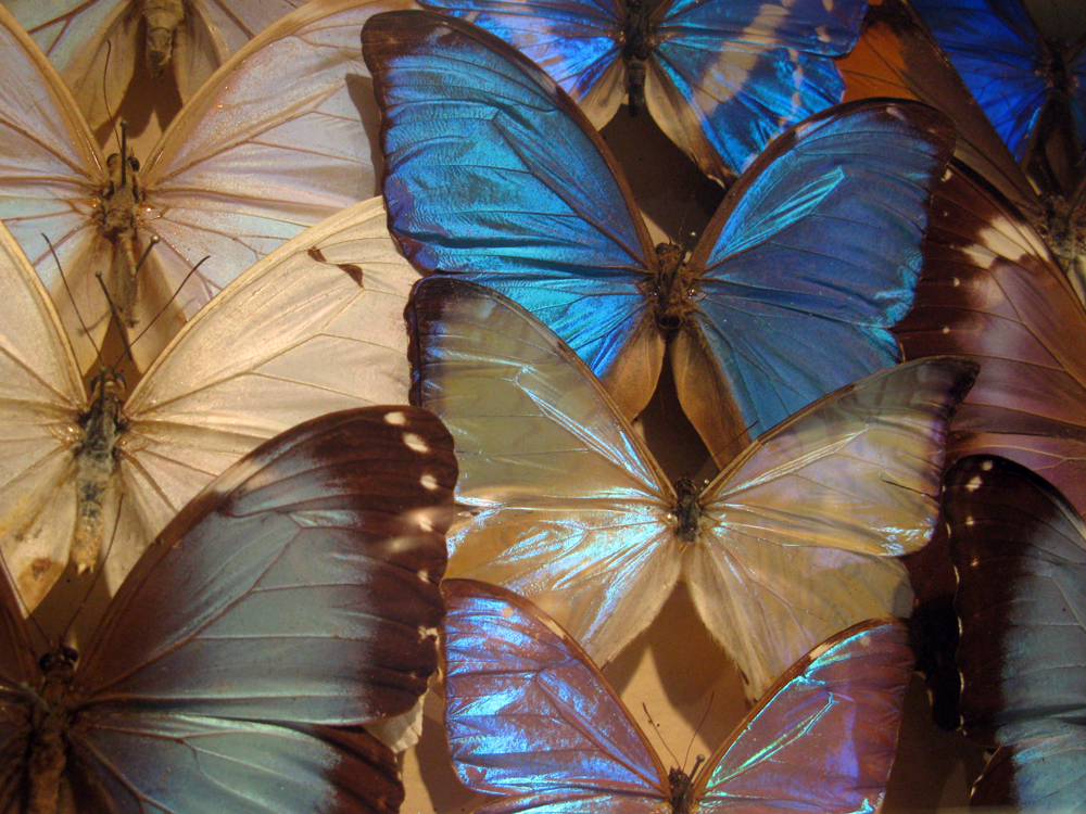 Lepidoptera