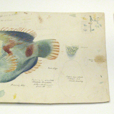 anglerfish